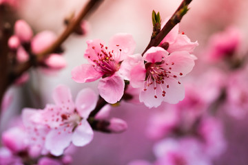 Fototapeta na wymiar Pink peach flowers begin blooming in the garden. Beautiful flowering branch of peach on blurred garden background. Close-up, spring theme of nature. Selective focus