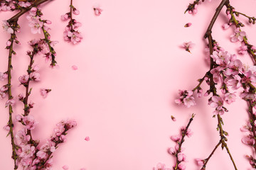 Peach blossom on pastel pink background. Fruit flowers.