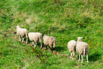 Naklejka na ściany i meble five sheep in national park Dintelse Gorzen, The Netherlands