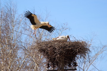 Stork arrives at the nest - family, love, relationships