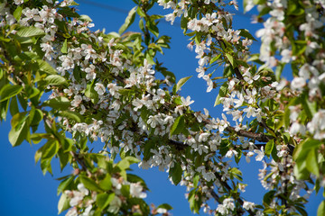 Fototapeta na wymiar white flowers of apple tree in spring