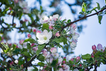 flowers of cherry tree in spring
