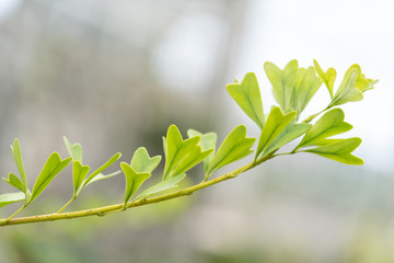 Close up of Romantic tree shape with heart shaped leaves, green leaf heart shape