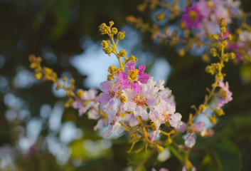 Beautiful flower at wayside and copy space,selective focus.