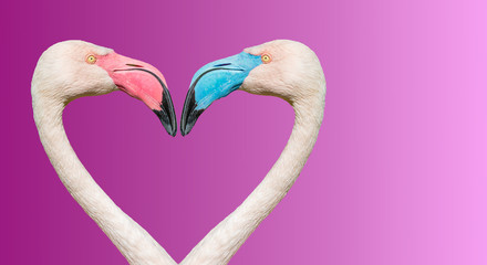 Couple of Rosy Chilean flamingos with different beaks in color, making loving heart at smooth gradient background