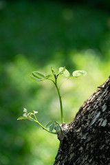 Young plant in the morning light on nature background