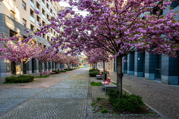 Scenic Springtime View of aPath Lined by Beautiful Cherry Trees in Blossom in Turin, PIedmont, Italy.