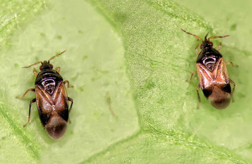 Minute pirate bug, Orius laevigatus (Hemiptera: Anthocoridae)