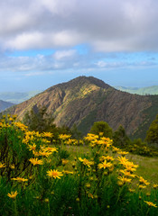 Fototapeta na wymiar Wildflowers at Mt Diablo