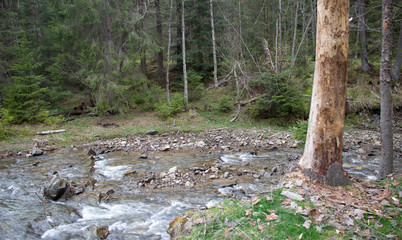 Rest in the Carpathians, Hiking in the mountains Gorgany