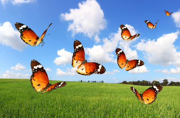 Butterflies flying over green fields