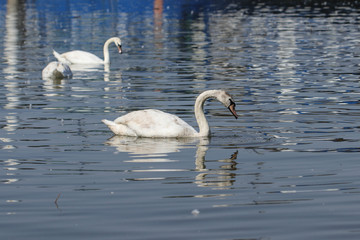 Search Photos Ripples On Water