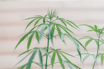 Marijuana leaves, hemp, Indica, natural bokeh background