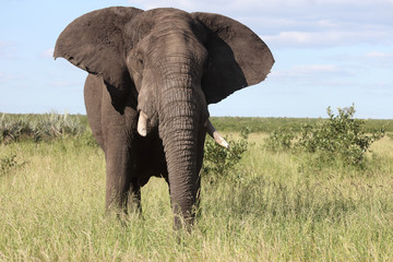 Afrikanischer Elefant / African elephant / Loxodonta africana