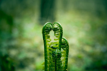 photo of Green young fern leaf in the forest. The plant fern blossomed