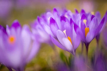 Foto auf Acrylglas Violette Krokusse © PiotrKaluza