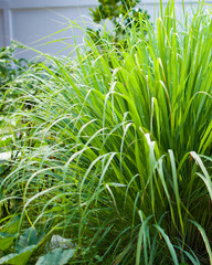 Lemongrass or Lapine or West Indian were planted on the ground. It is a shrub, its leaves are long...