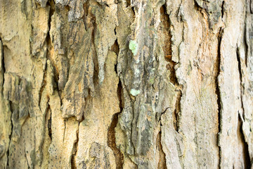 The bark of the tree has beautiful patterns.