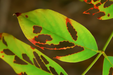 The leaves that were eaten by the worm