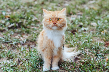 Naklejka na ściany i meble red fluffy cat sits on the green grass and looks straight