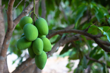 Close up tree with green mango fruit in the garden.
