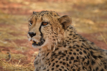 Naklejka na ściany i meble Cheetah - Acinonyx jubatus, beautiful carnivores from African bushes and savannas, Namibia.