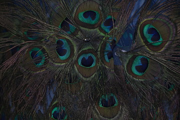 peacock feather background