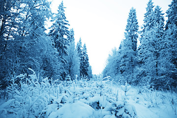 Winter in the Russian village / winter landscape, forest in Russia, snow-covered trees in the province