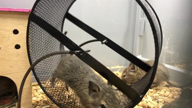 Gray squirrel runs in the wheel. Pet shop, proteins in the cell.