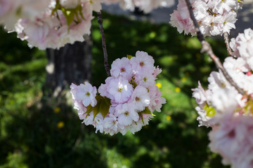 Beautiful cherry blossom sakura in spring time