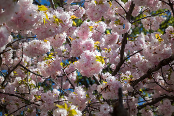 Beautiful cherry blossom sakura tree in spring time