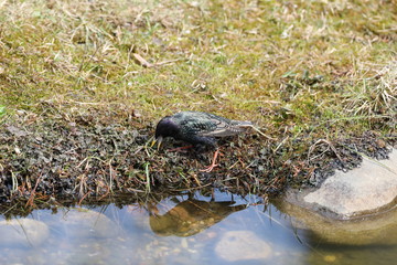 starling