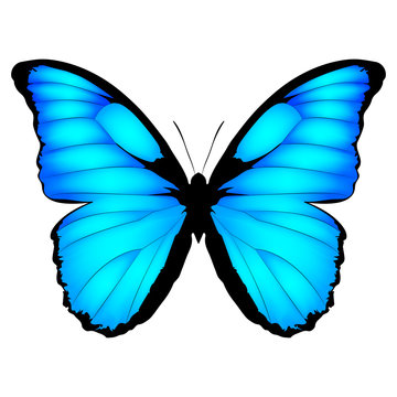 Blue Butterfly. Vector illustration of exotic butterfly isolated on white background. Morpho menelaus
