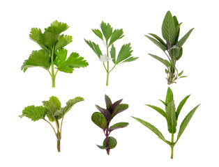 Set of fresh herbs   on an isolated white background