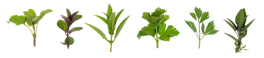 Set of fresh herbs   on an isolated white background
