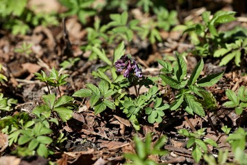 crested flower