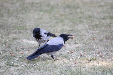 crow on grass