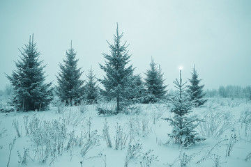 Christmas landscape with young fir trees and snow in a field