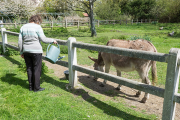 une femme soigne un équidé