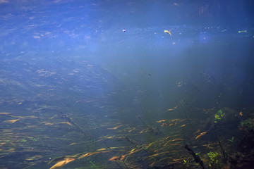 Fototapeta na wymiar underwater texture of water in a lake / underwater photo freshwater ecosystem, water texture background