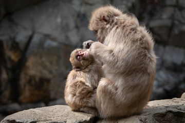 Baby snow monkey enjoys the grooming by mummy monkey in the Jigokudani (means “Hell’s Valley”) snow monkey park around the hot spring