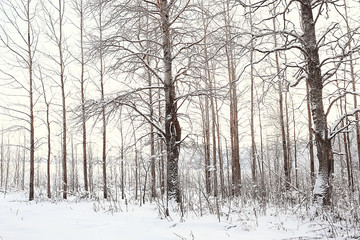 winter landscape in the forest / snowy weather in January, beautiful landscape in the snowy forest, a trip to the north