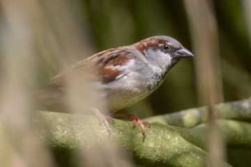 Sparrow on a branch close-up