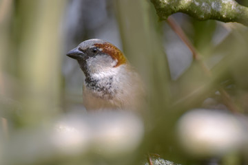 Sparrow on a branch close-up