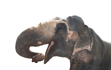 Fototapeta na wymiar Close-up head of elephant (Elephas maximus)