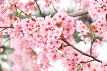 Branch of the blossoming sakura with pink flowers © frenta