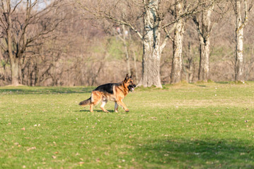 Beautiful adult German shepherd runs on the field, meadow.