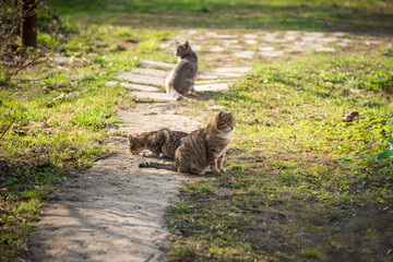 Three cats in the village courtyard, selective focus - romantic rustic story