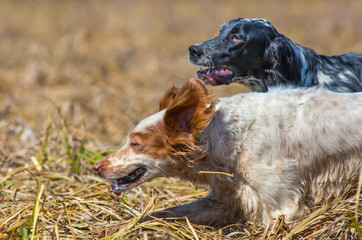 Two hunting dogs running across the field on the hunt. English setter. 