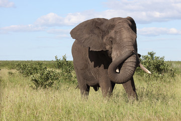 Afrikanischer Elefant / African elephant / Loxodonta africana